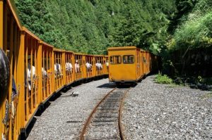 太平山森林包車旅遊2